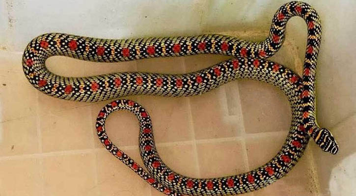 শ্রীমঙ্গলে বাসা থেকে ‘কালনাগিনী’ উদ্ধা