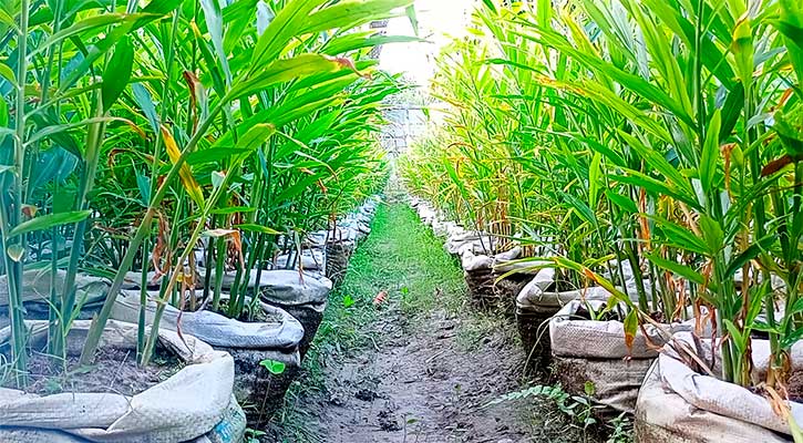 জনপ্রিয় হয়ে উঠছে বস্তায় আদা চাষ