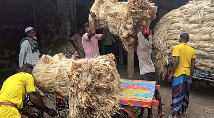 লাভ দূরে থাক, খরচই উঠছে না পাটচাষিদের