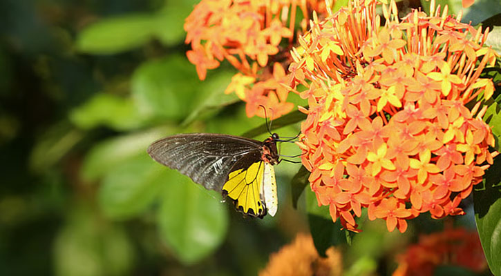 রঙ্গন ফুলে বসেছে বাহারি রঙের প্রজাপতি