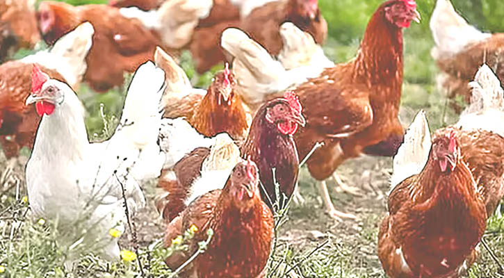 মানুষের আবেগ বুঝতে পারে পোষা মুরগি