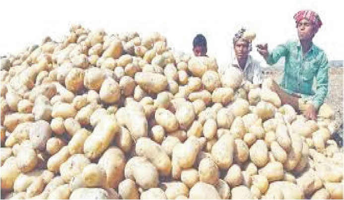 প্রতি কেজি আলুতে কৃষক পায় ৫ টাকা