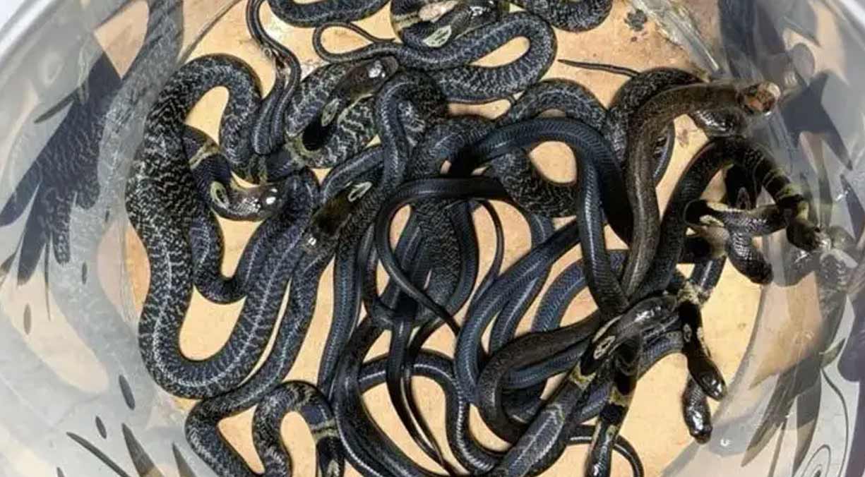 ঢাকায় ৯ তলায়ও উঠছে বিষধর সাপ, চার মাসে উদ্ধার ৩৫১