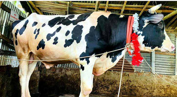 ঈদে হাট কাঁপাতে আসছে ভিআইপি ষাঁড় ‘তুফান’