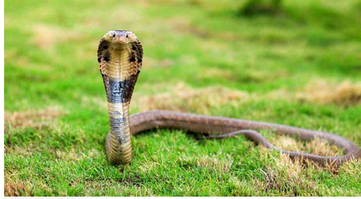 হাজীগঞ্জে সাপের কামড়ে গৃহবধূর মৃত্যু