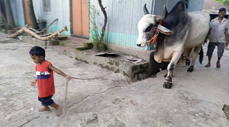 ছোট্ট সুলাইমানের সঙ্গে ‘দানবীয়’ ষাঁড়ের বন্ধুত্ব শেষ হচ্ছে দুদিন পরেই