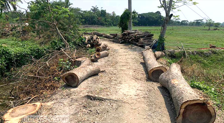 খুলনায় দরপত্র ছাড়াই সড়কের ২ শতাধিক গাছ কাটার অভিযোগ