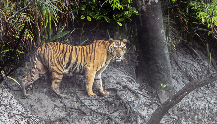 বিশালাকৃতির বাঘের দেখা মিলল