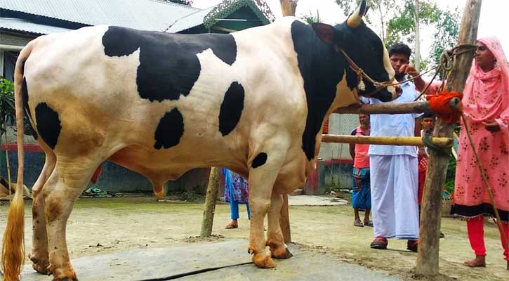 ৩১ মণের ‘হিরো আলম’ বিক্রি হলো ৪ লাখে 