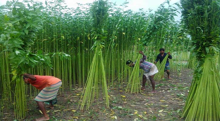 চুয়াডাঙ্গায় পাটের বাম্পার ফলন