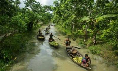 ভাসমান পেয়ারা বাগান টানছে পর্যটকদেরও