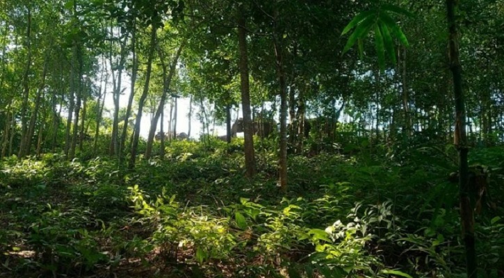 হাতির আক্রমণে বনকর্মীসহ আহত ৫