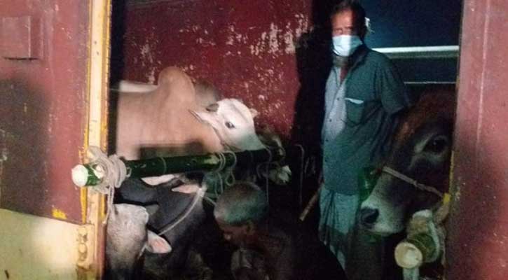 ‘ক্যাটল স্পেশাল’ ট্রেনে ঢাকায় আসছে কোরবানির পশু