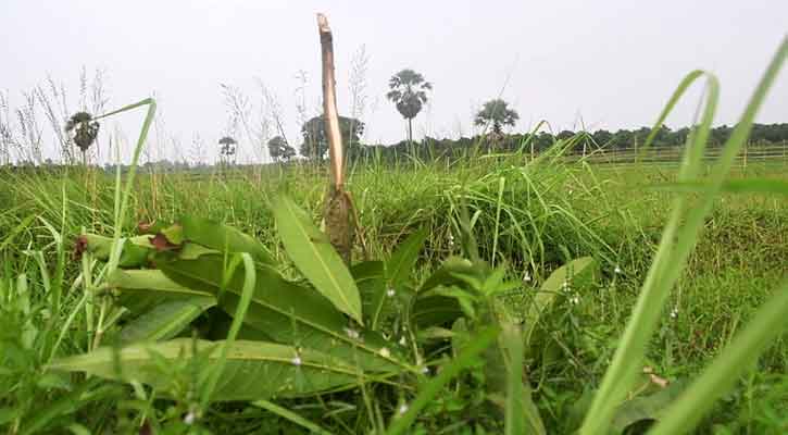 গাছের সঙ্গে এ কেমন শত্রুতা