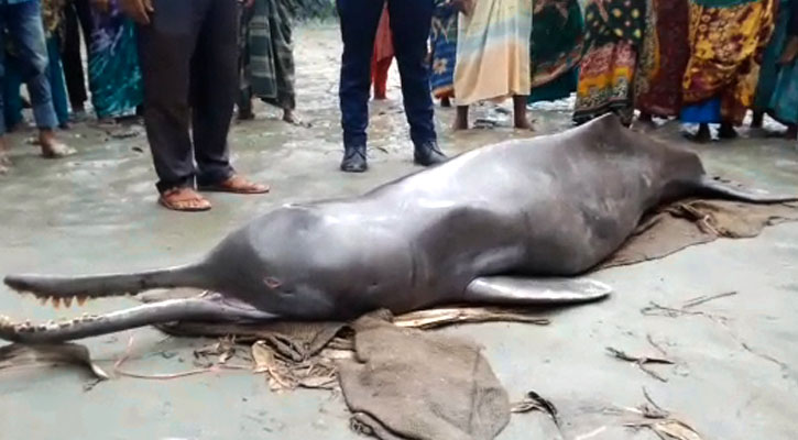 তিস্তায় ধরা পড়ল ৮ মণ ওজনের শুশুক
