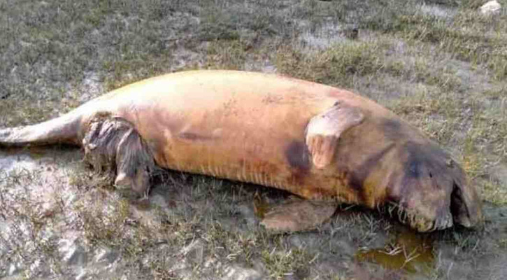 উপকূলে ৩ ডলফিন