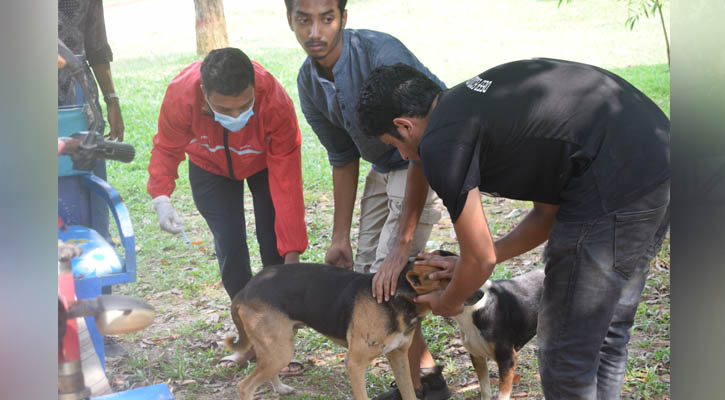 জাবিতে জলাতঙ্কের টিকা কার্যক্রম 