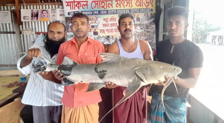 পদ্মায় ধরা পড়ল ২৮ হাজার টাকার বাগাড়
