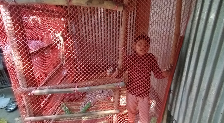 ৯ বছর ধরে খাঁচাবন্দী ১১ বছরের শিখা