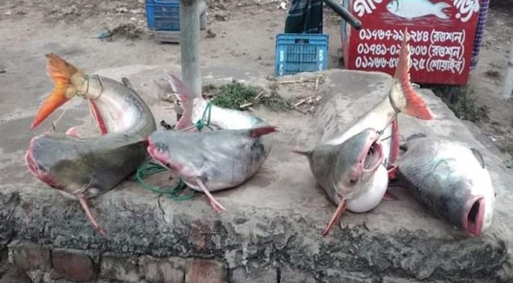 পদ্মায় ধরা পড়ল বিশাল আকৃতির কাতল ও পাঙাশ