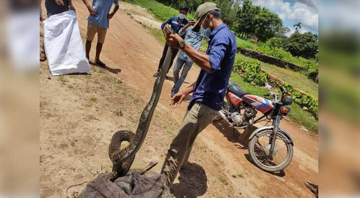 জালে ধরা পড়া অজগর পাহাড়ে অবমুক্ত