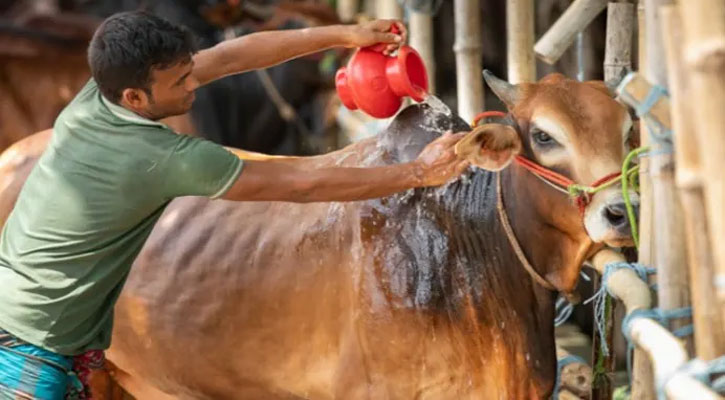 কোরবানির পশুর যত্ন যেভাবে হবে