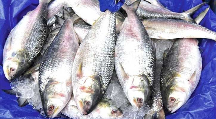 মধ্যরাত থেকে ইলিশ ধরায় ২২ দিনের নিষেধাজ্ঞা