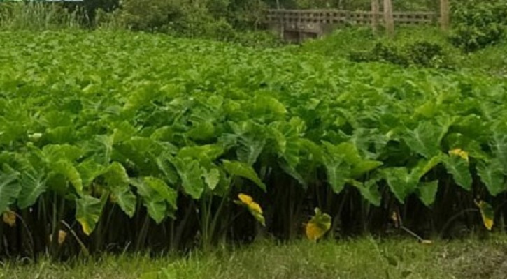পরিপূর্ণ পুষ্টি দেবে কচুশাক