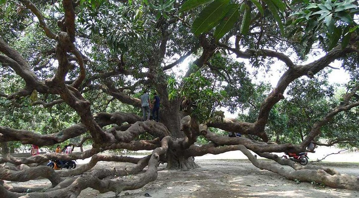 এশিয়া মহাদেশের সবচেয়ে বড় আমগাছ