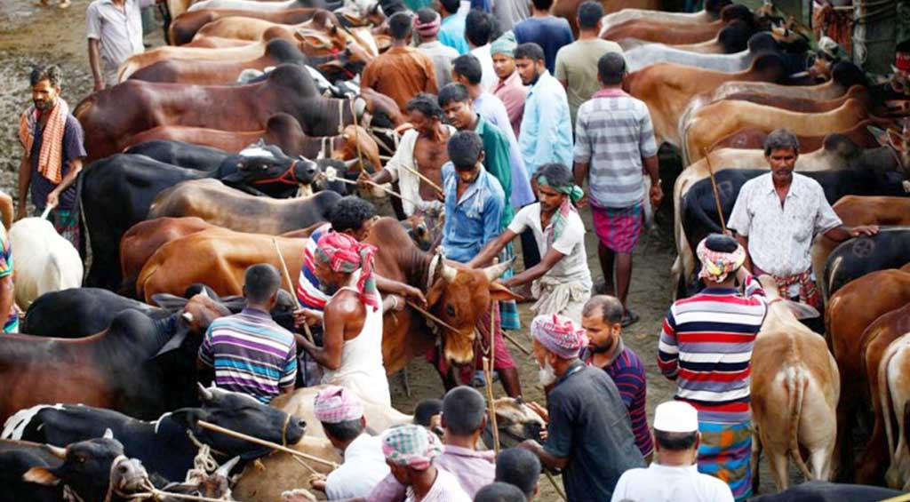কোরবানির পশুর বর্জ্য অপসারণে যা করবেন