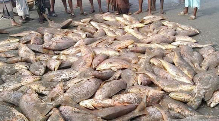 সেন্টমার্টিনে ধরা পড়ল ৩০ মণ লাল কোরাল