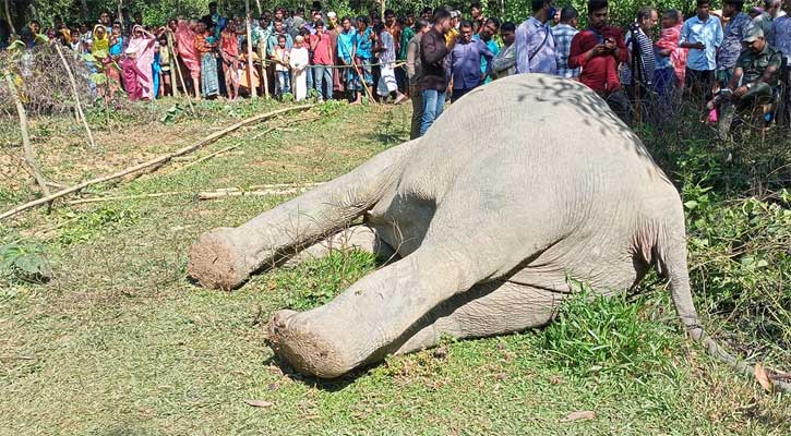 বিদ্যুতের তারে জড়িয়ে বন্য হাতির মৃত্যু