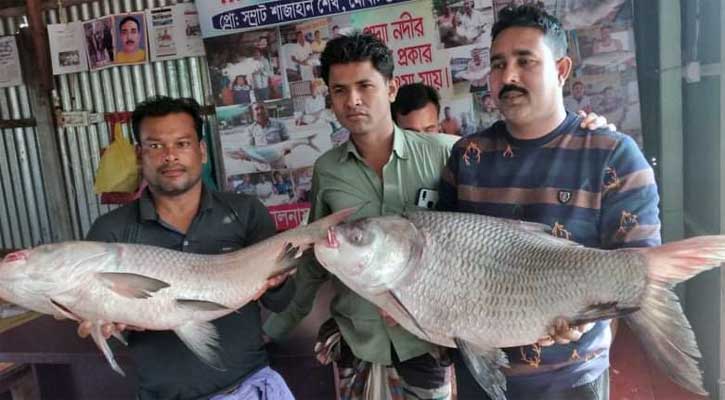 দুই কাতলা বিক্রি হলো ৪১ হাজারে