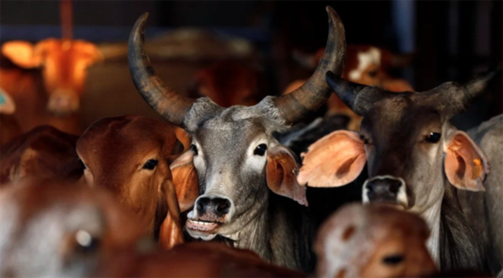 শ্রীলঙ্কায় নিষিদ্ধ হচ্ছে গরু জবাই 