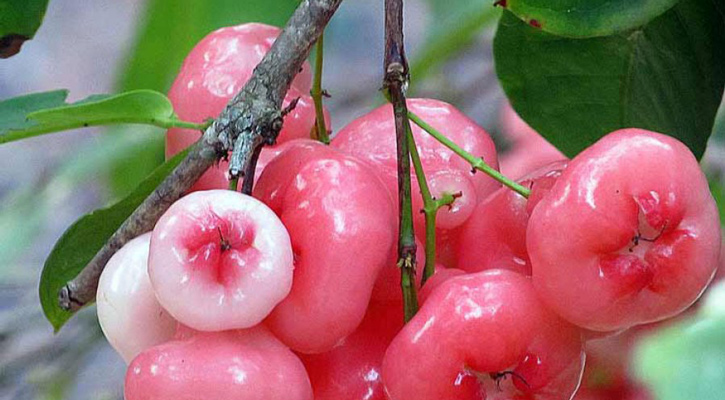 রোগ প্রতিরোধে জামরুল