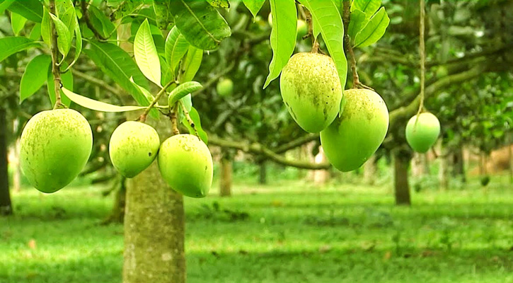 রংপুরের হাড়িভাঙ্গা যাচ্ছে সিঙ্গাপুরে