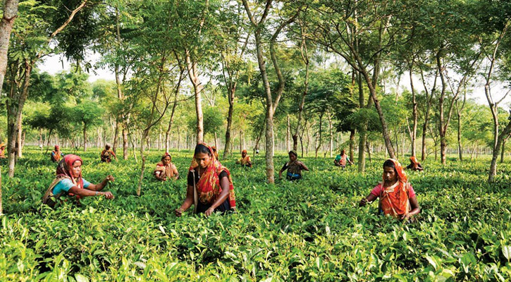 উত্তরাঞ্চলে রেকর্ড পরিমাণ চা উৎপাদন