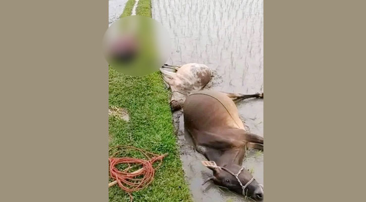 বজ্রপাতে দুটি গরুসহ নারীর মৃত্যু