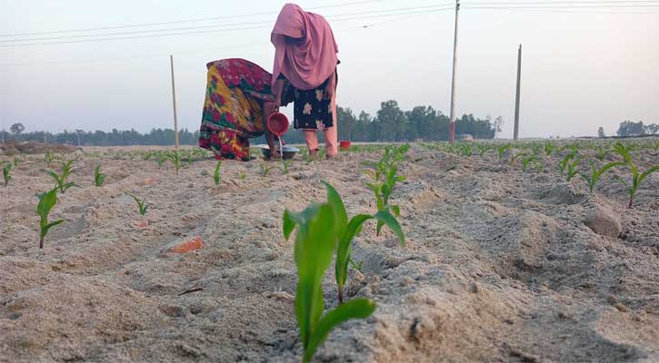 তিস্তার চরে ফসল বুনে ঘুরে দাঁড়ানোর চেষ্টা