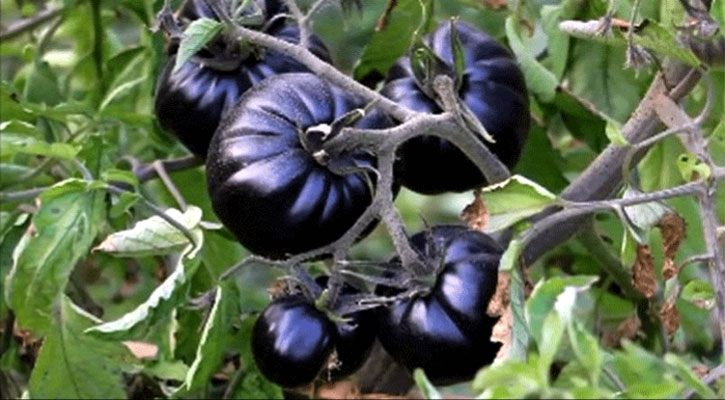 black-beauty