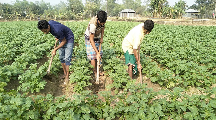 আলুর বাম্পার ফলনের আশা, স্বপ্ন বুনছেন চাষিরা