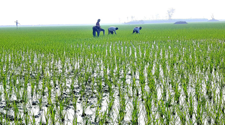 ইরি ক্ষেতে পরিচর্যায় ব্যস্ত সময় পার করছেন কৃষকরা