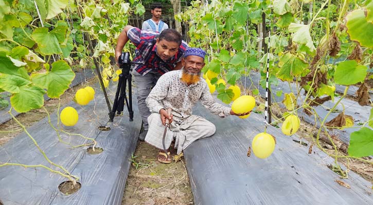 সাম্মাম চাষ করে দুই মাসে আয় ৩ লাখ টাকা