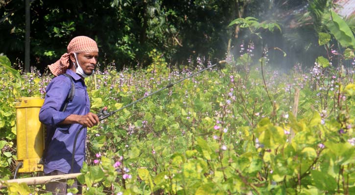 গাছভর্তি ফুল থাকলেও হতাশ কৃষকরা