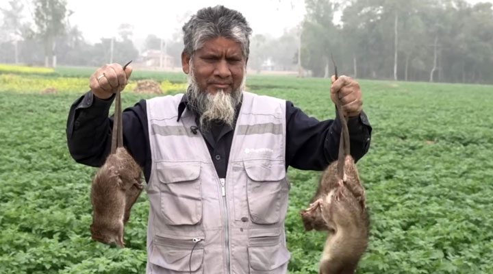 ইঁদুর নিধনই যার পেশা, ৩০ বছরে মেরেছেন ৫ লাখ