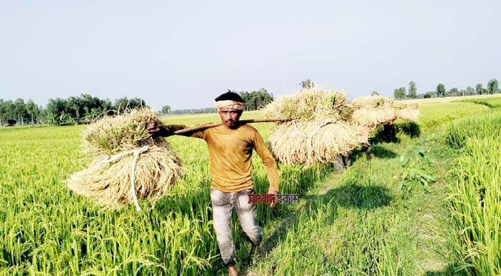 ধানের বাম্পার ফলন, ন্যায্য মূল্য নিয়ে দুশ্চিন্তায় কৃষক