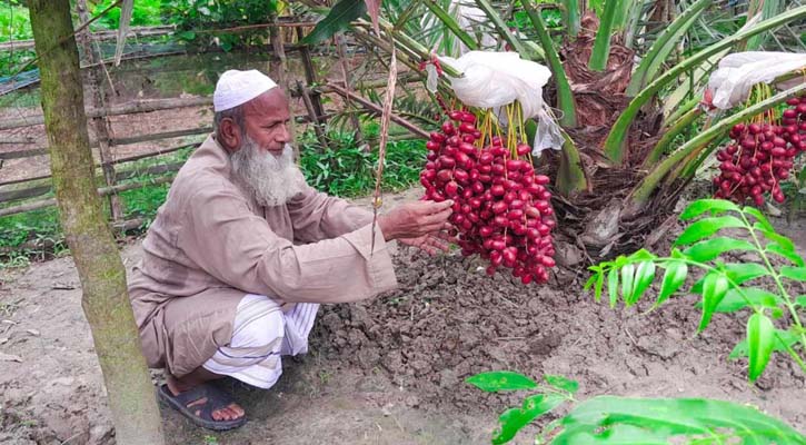 আজওয়া খেজুর চাষে হানিফার চমক