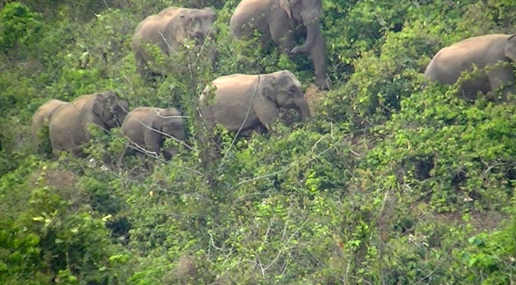 বন্যহাতির আক্রমণ রোধে বিজিবি-বিএসএফের পতাকা বৈঠক