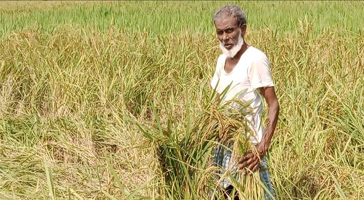 আমন মৌসুমে ধান তোলা নিয়ে শঙ্কায় কৃষক