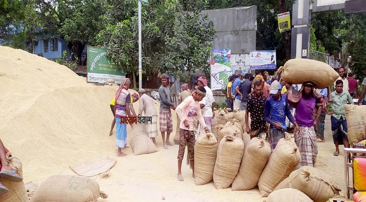 ধানের বাম্পার ফলন হলেও দাম পাচ্ছেন না কৃষকরা